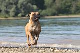 BULLMASTIFF 032